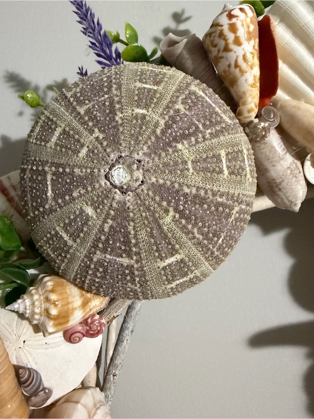 SeaShell Wreath | Coastal Decor | Beach Cottage | Handcrafted - Picture 6 of 15